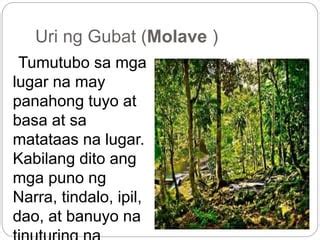 iyotan sa gubat|Share .